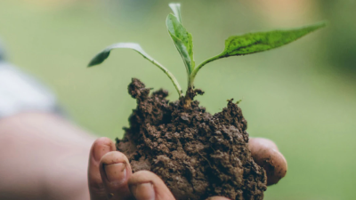 Mains tenant de la terre et une jeune plante.