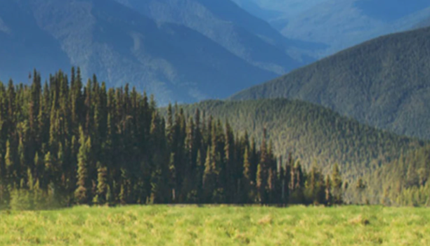 Un magnifique paysage montagneux avec des arbres verts et luxuriants, le long d’un terrain gazonné.