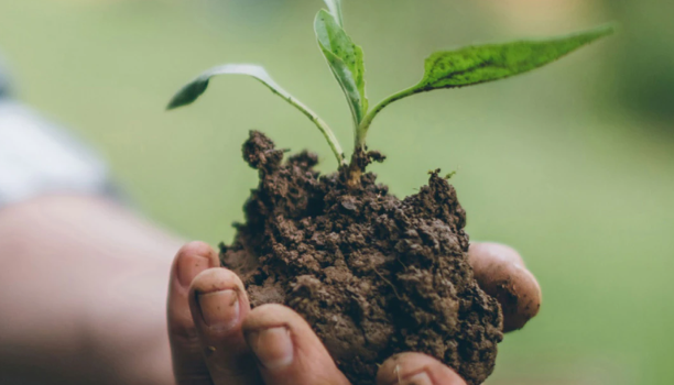 Gros plan de mains tenant un bourgeon en croissance dans de la terre.